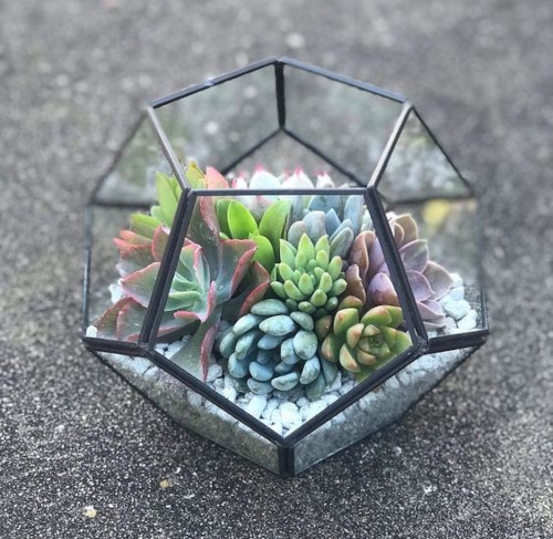 Флорариум своими руками. Расходные материалы.